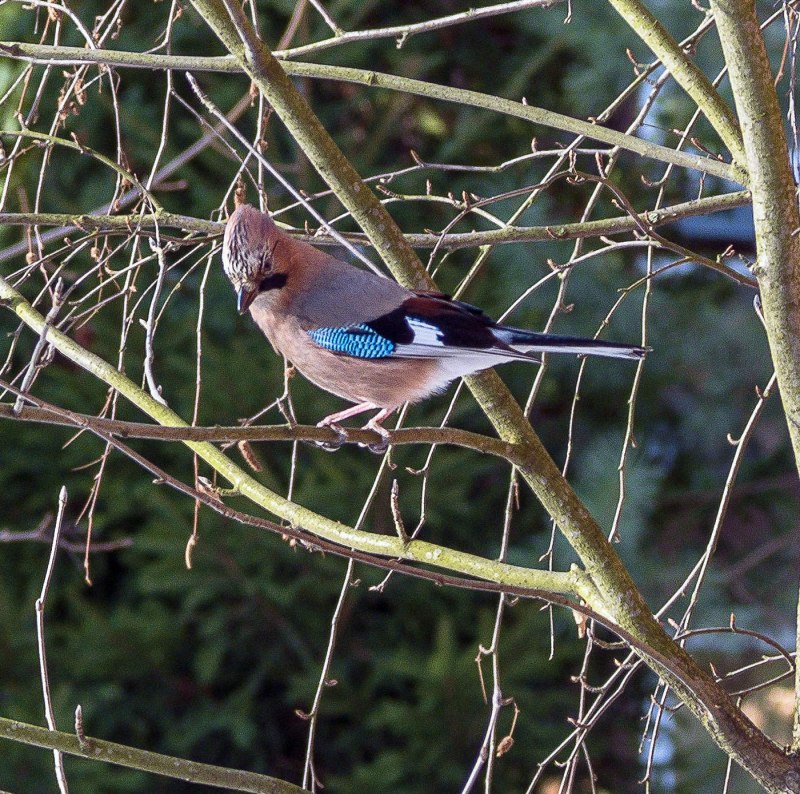 Сойка garrulus glandarius