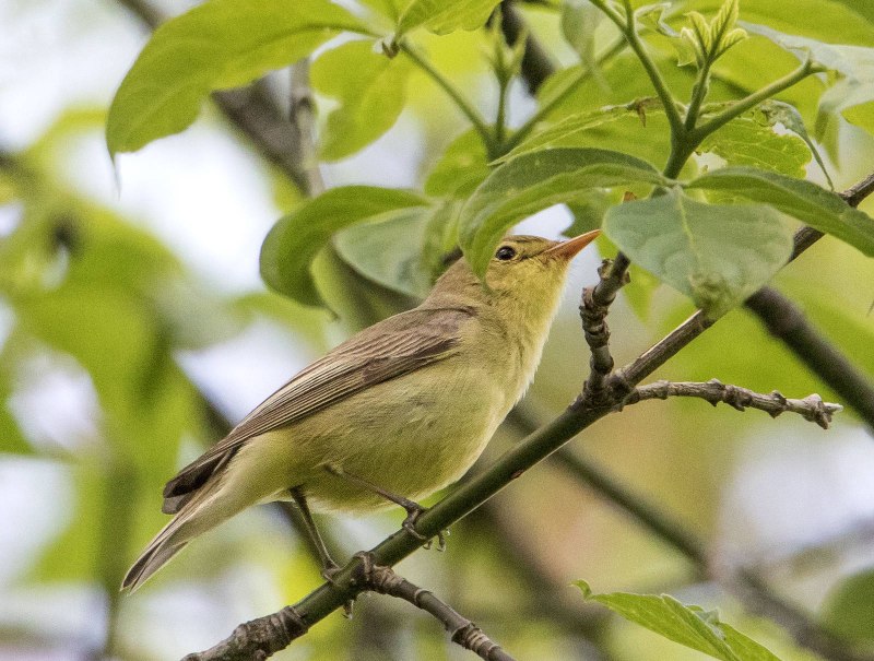 Бледная пересмешка (hippolais pallida)