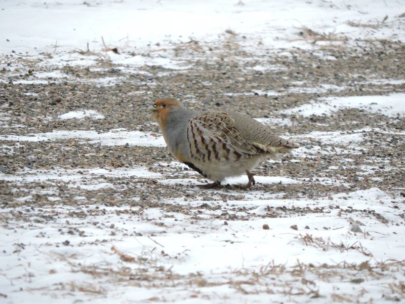 Серая куропатка (Perdix Perdix)