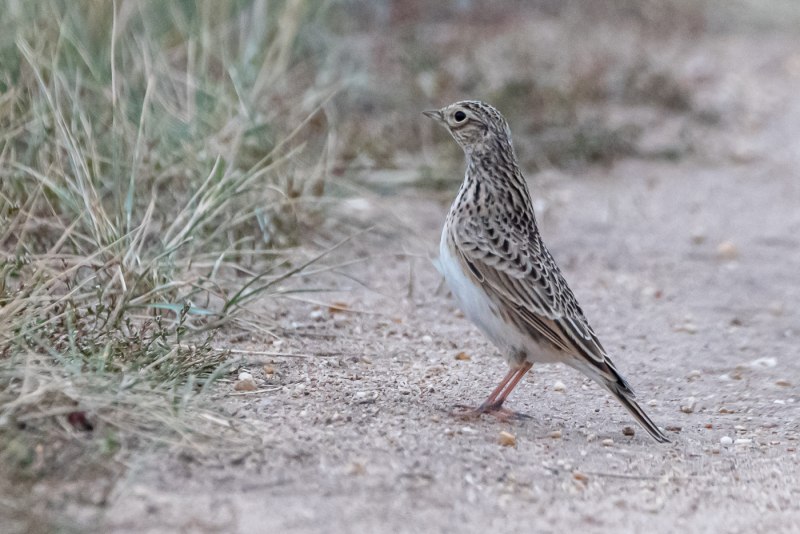 Lark Жаворонок