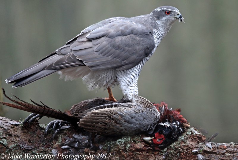 Northern Goshawk
