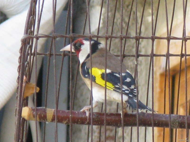 Kanreka sayrgan