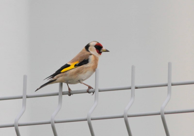 Bird logo