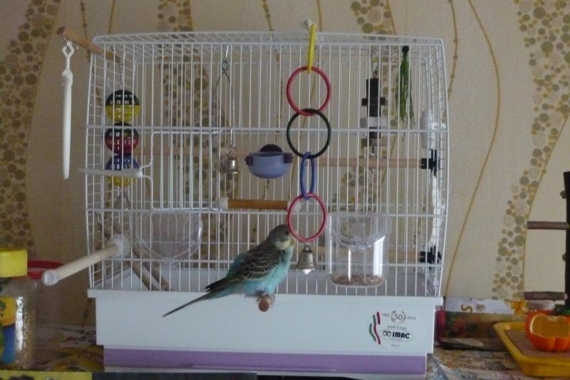 Игрушки для Щеглов