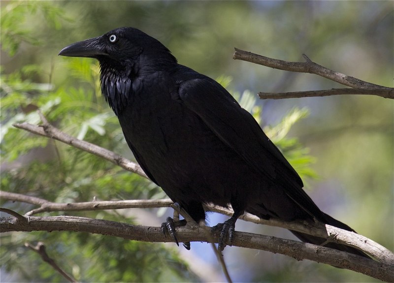 Галка (Corvus monedula)