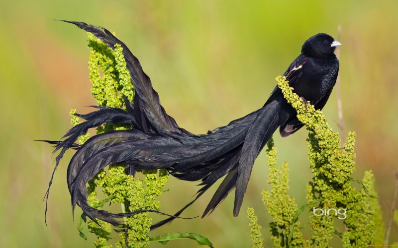 Turdus Merula