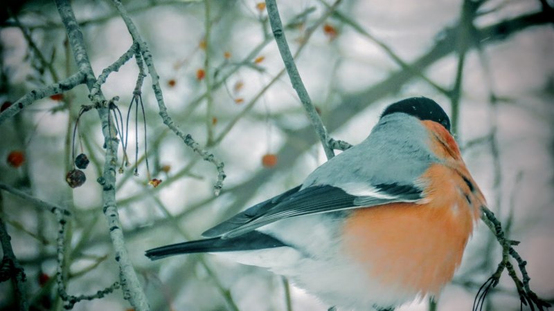 Дикая природа певчие птицы
