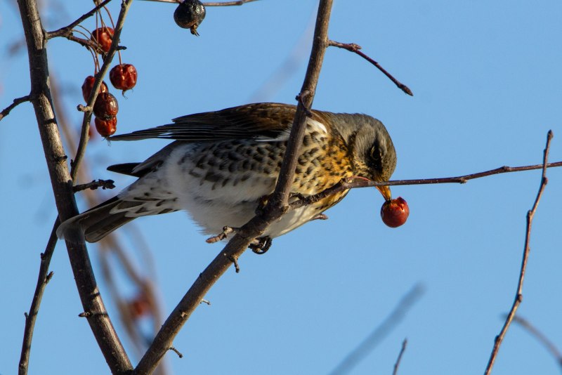 Дрозд-рябинник (turdus pilaris)