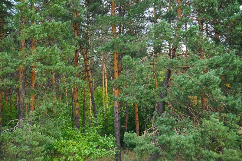 Маленький Снегирь