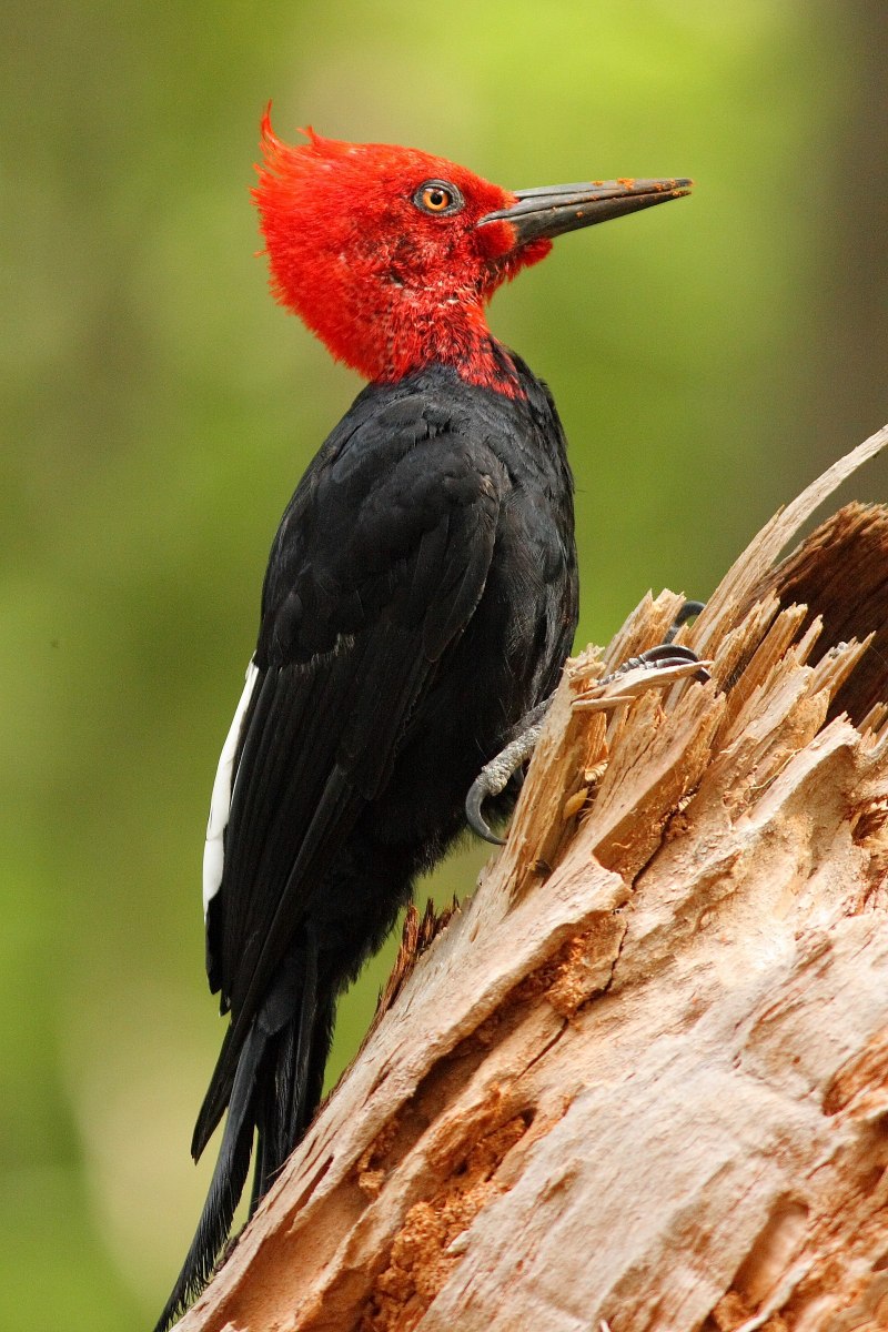 Campephilus magellanicus