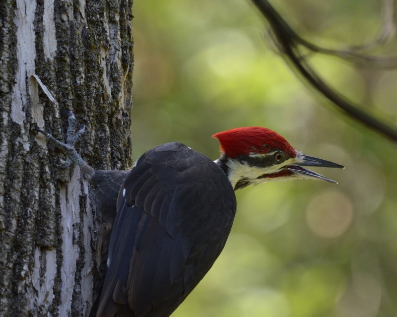 Picus viridis (зеленый дятел)