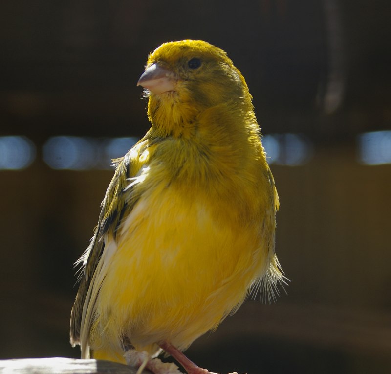 Canary - канарейка