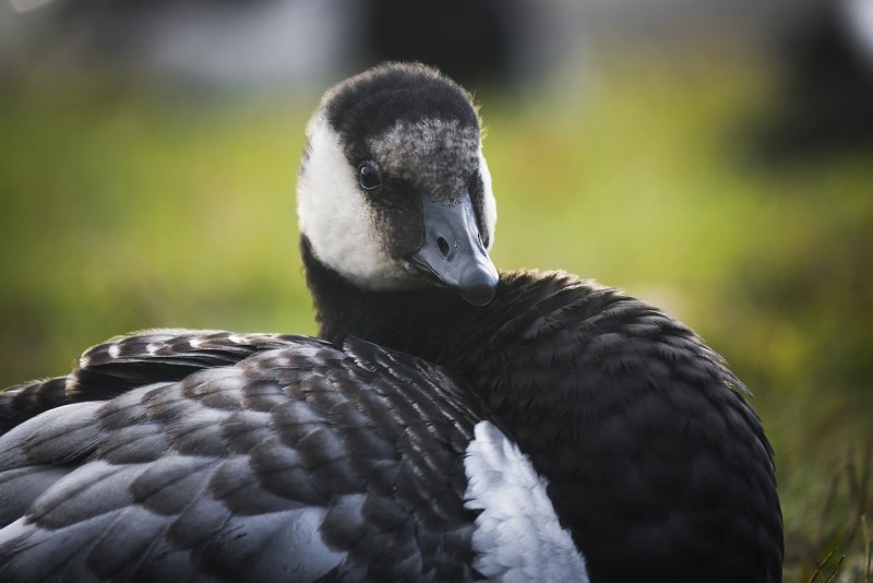 Белощёкая казарка Branta leucopsis