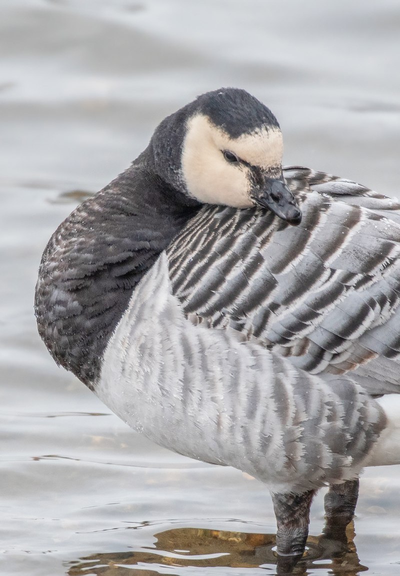 Белощёкая казарка Branta leucopsis