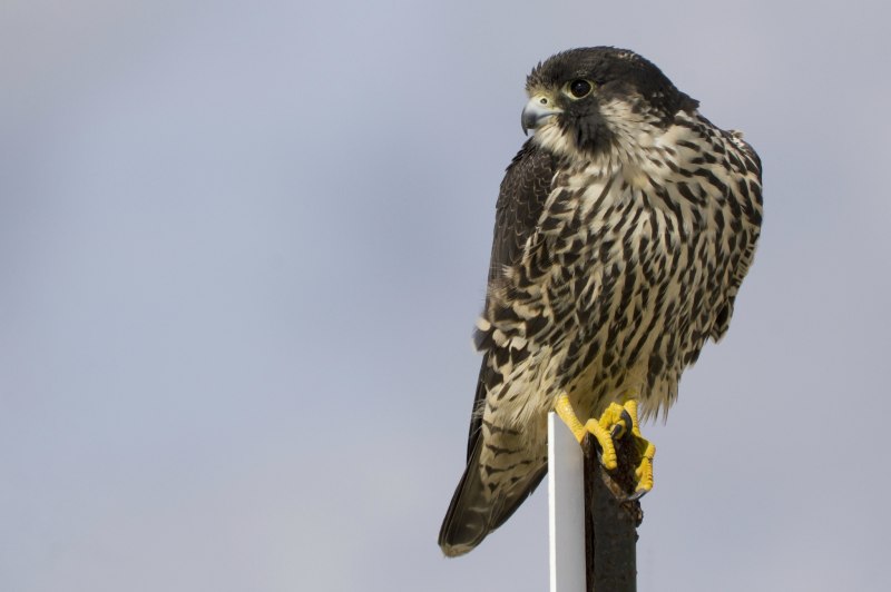 Сапса́н (лат. Falco peregrinus)