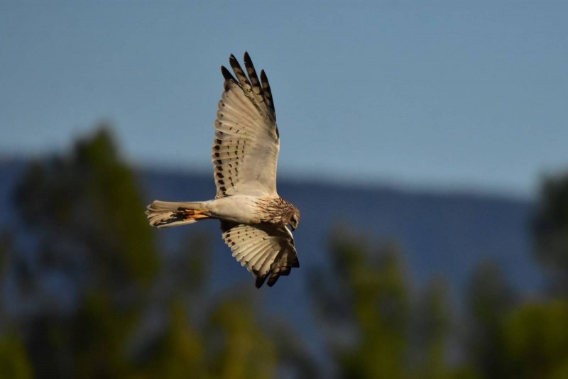 Marsh Harrier