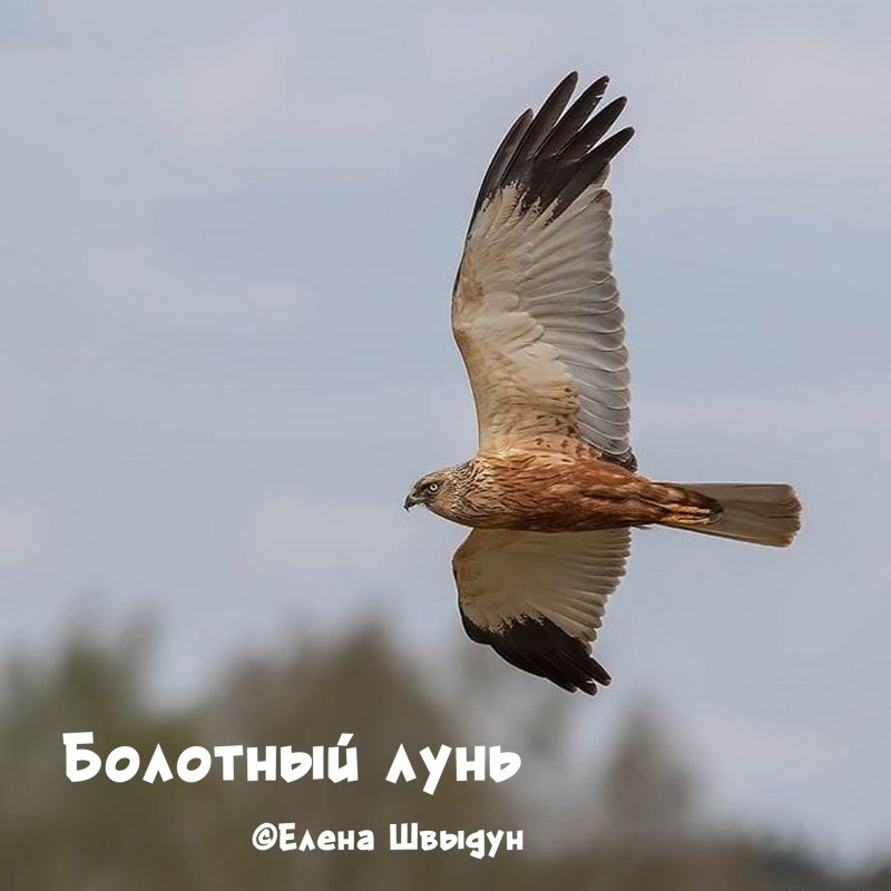 Пегий Лунь птенец