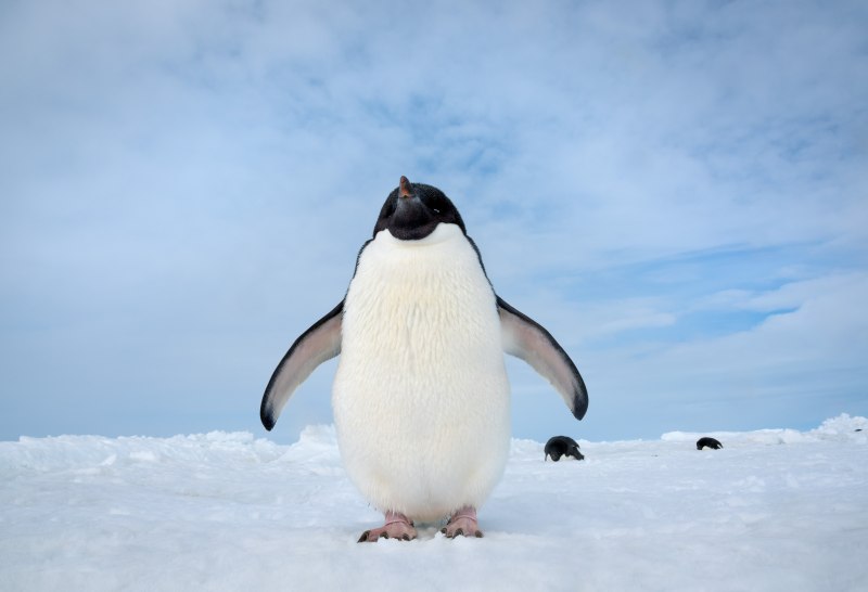 Penguin перевод