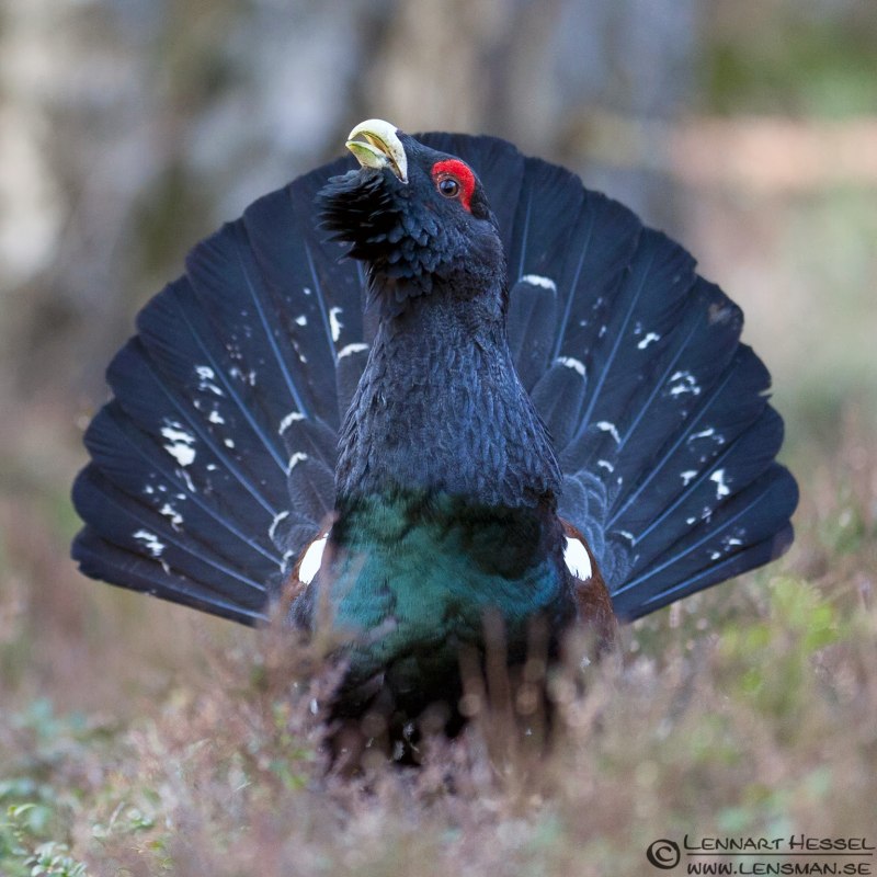 Western Capercaillie