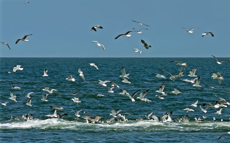 Море с чайками