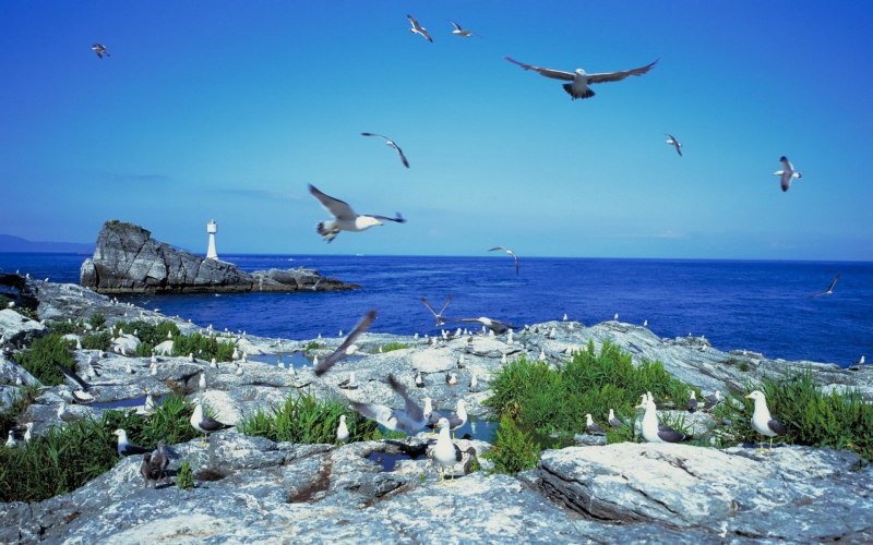 Море скалы Чайки