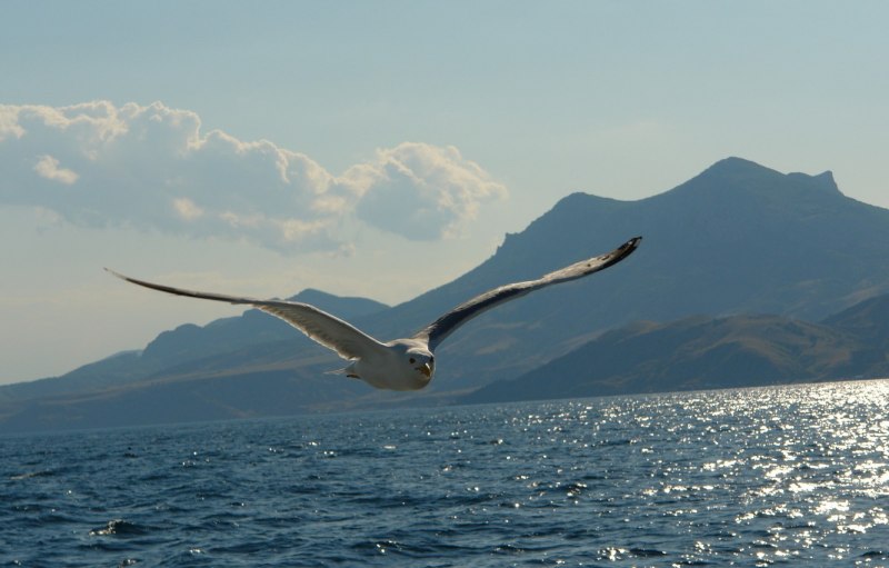 Море, Чайки