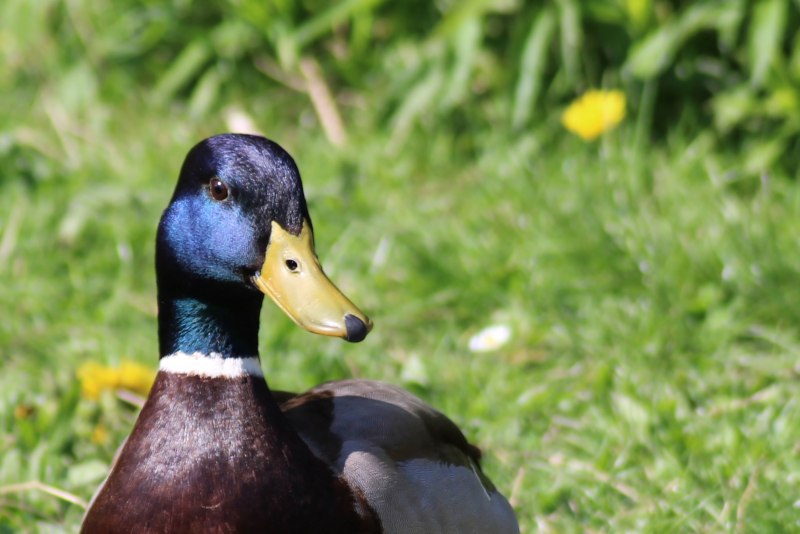 Pukeko птица