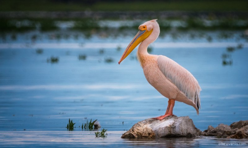 Розовый пеликан (39 фото)