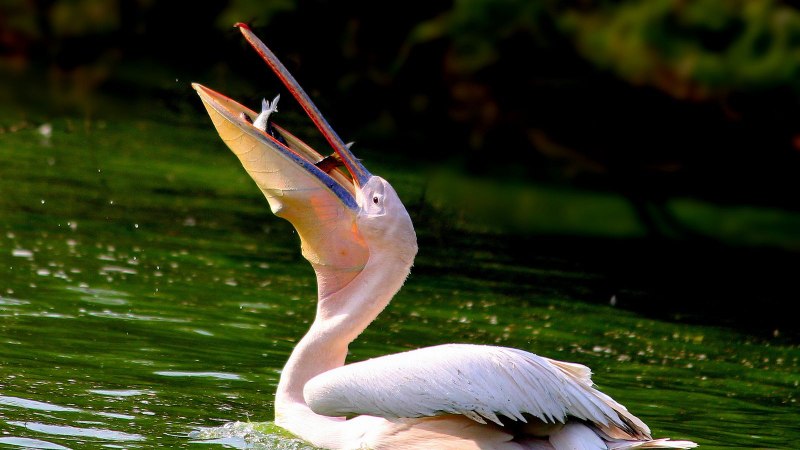 Pelecanus onocrotalus