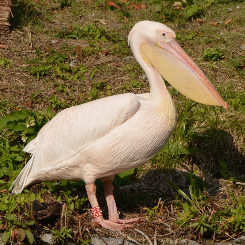 Розовый Пеликан Pelecanus onocrotalus