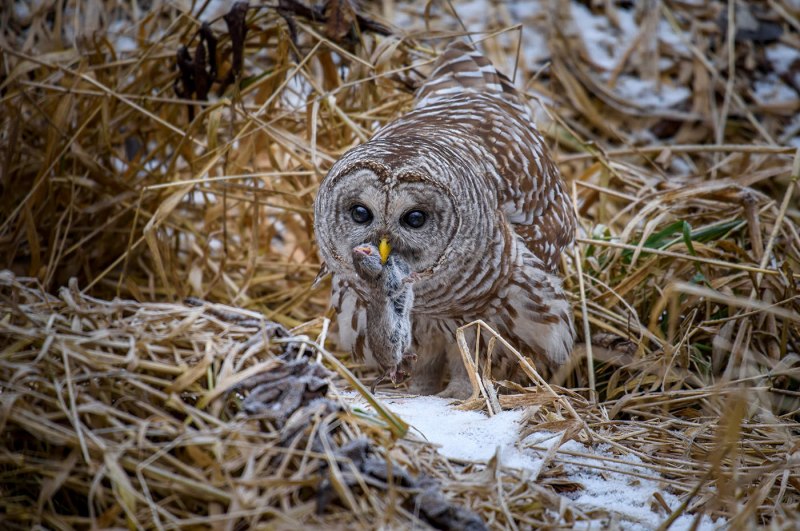 Barred Owl