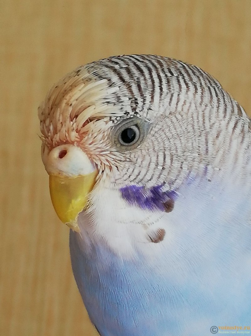 Цвет восковицы у волнистых попугаев (70 фото)