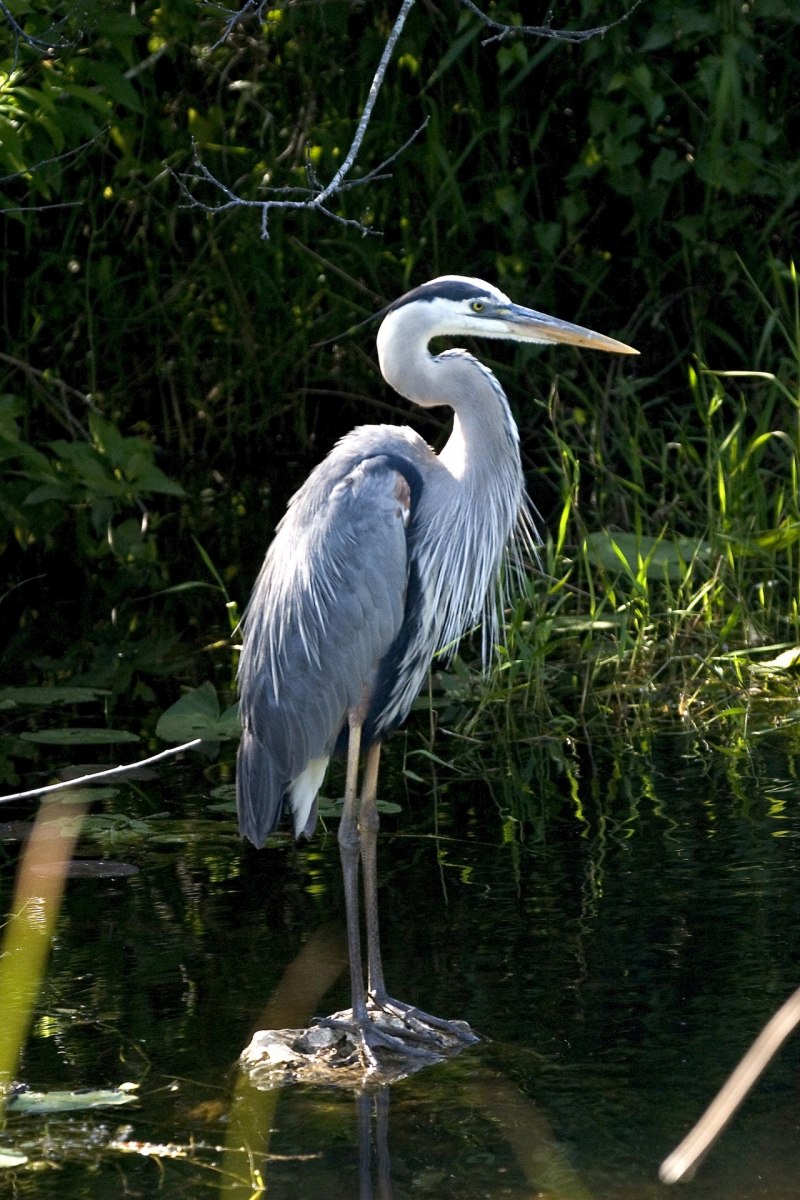 Great Blue Heron птица