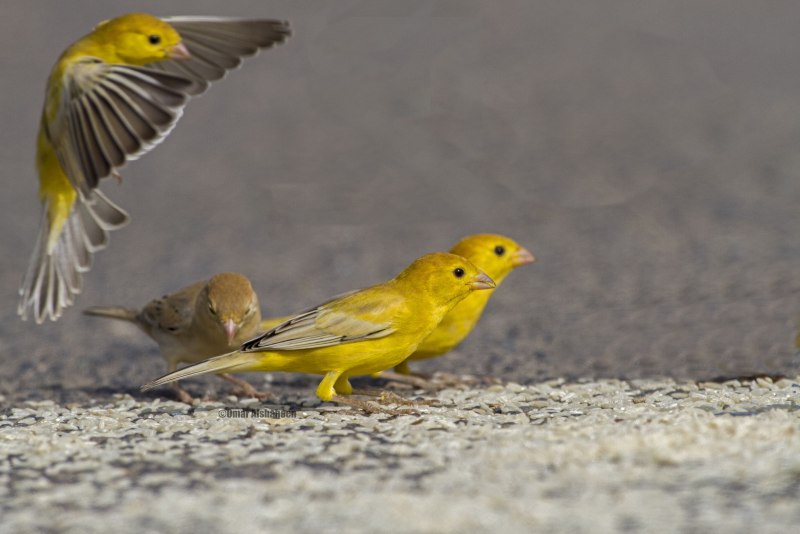 Птица Yellow Rumped Warbler
