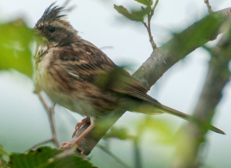 Emberiza citrinella