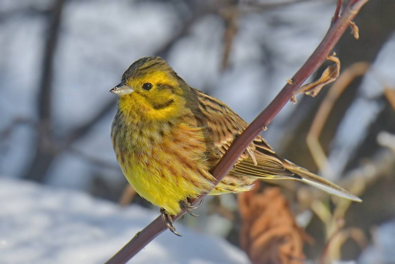Овсянка обыкновенная - Emberiza citrinella (l., 1758