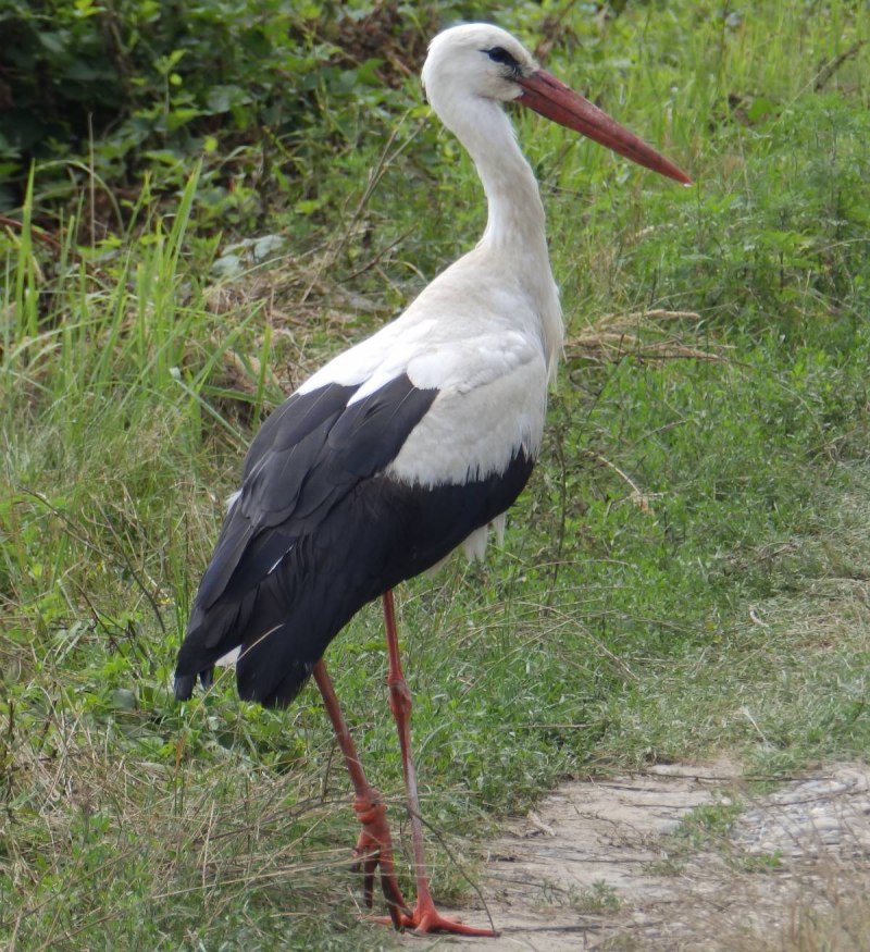 Ciconia Ciconia