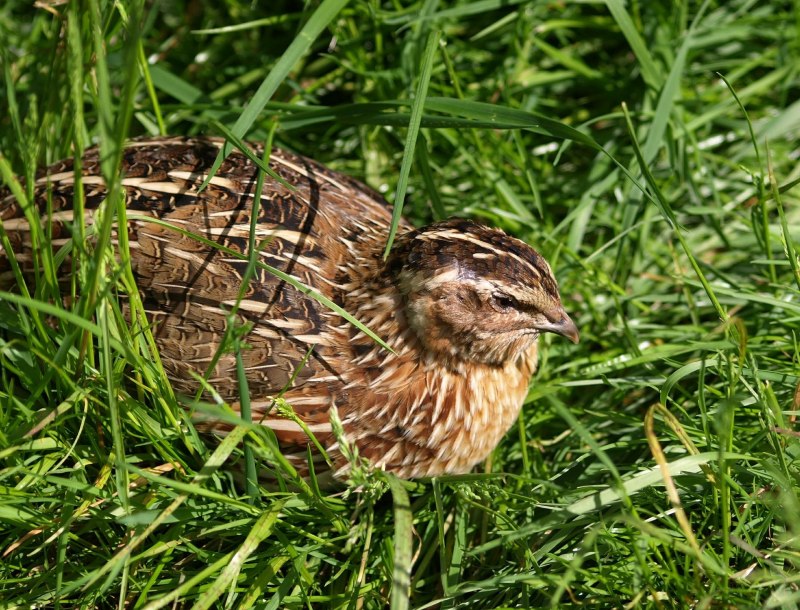 Перепел обыкновенный Coturnix Coturnix
