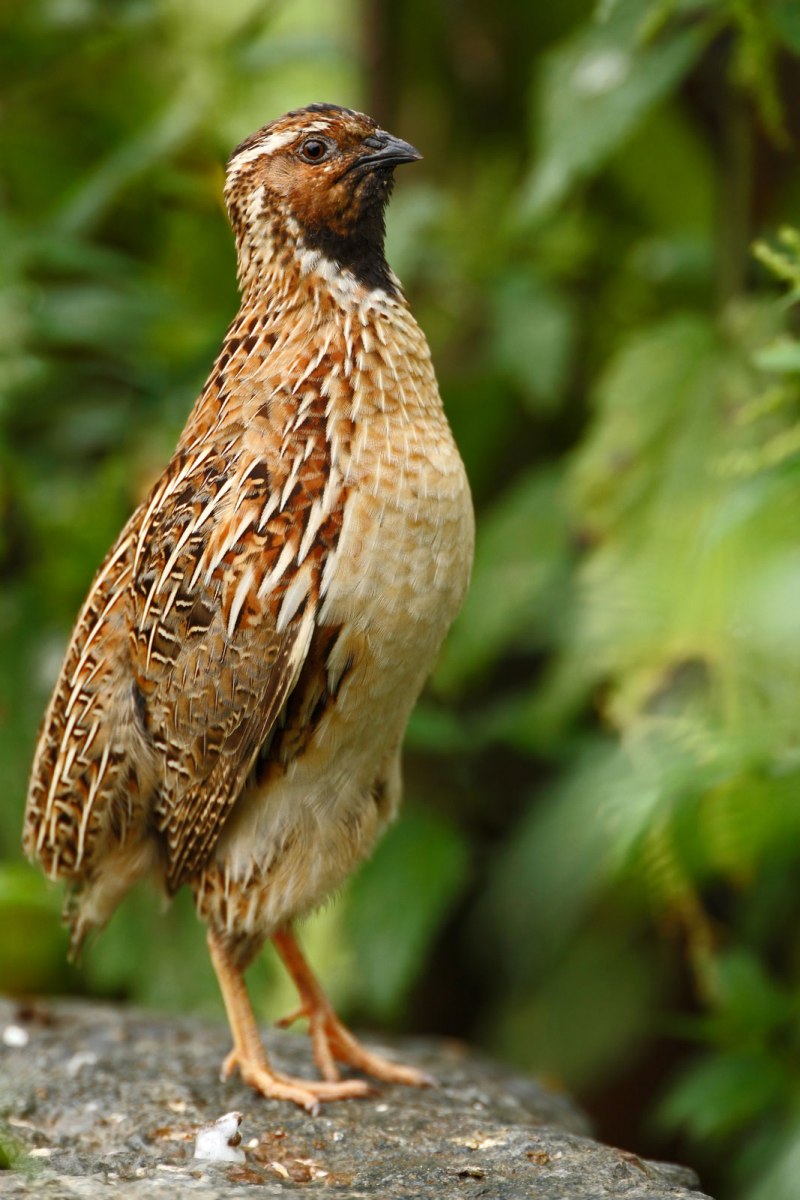 Калифорнийский Quail