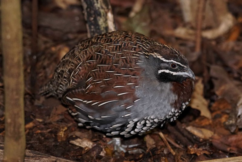 Перепел-Арлекин / Coturnix delegorguei