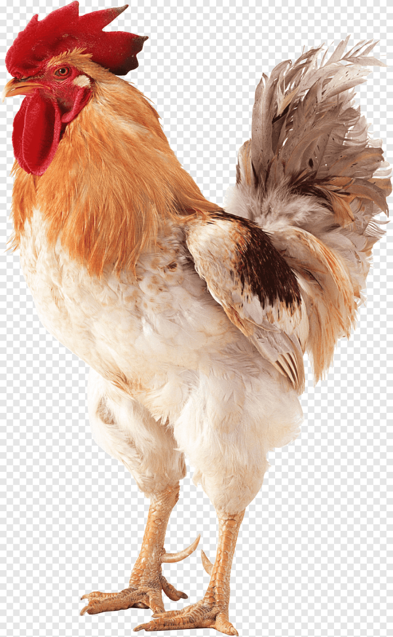 Курица на белом фоне