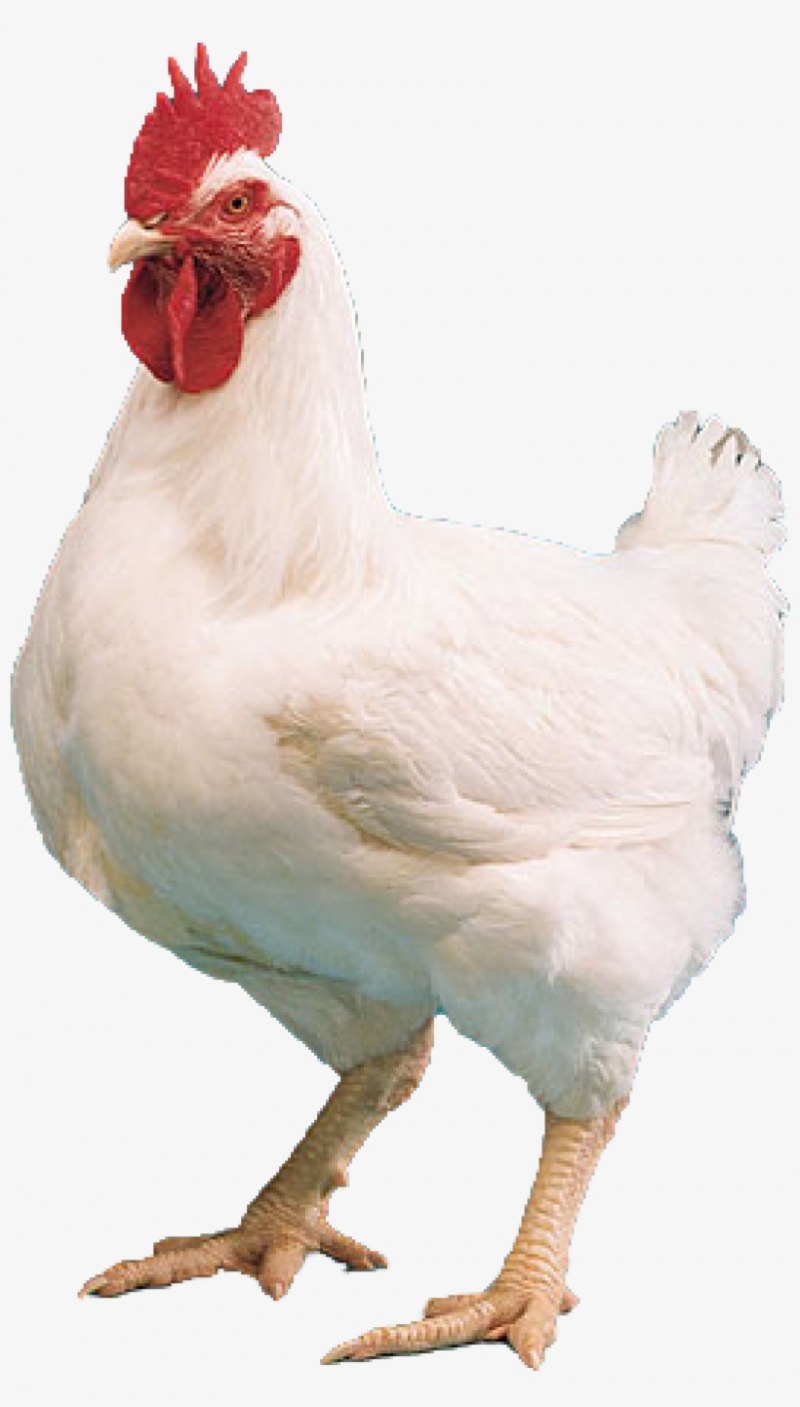 Чикен Сонг