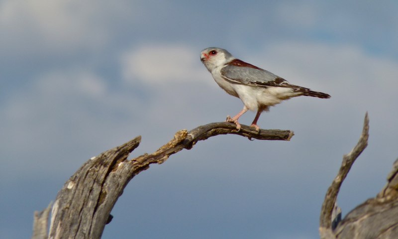 Polihierax semitorquatus