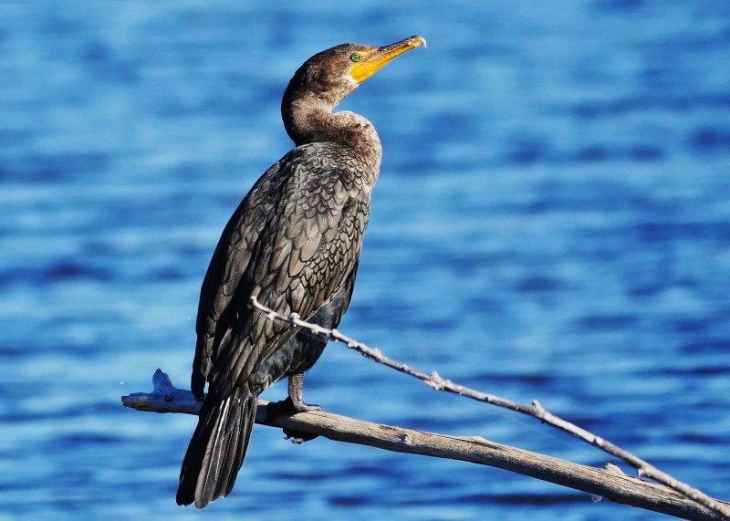 Хохлатый Баклан Phalacrocorax Aristotelis