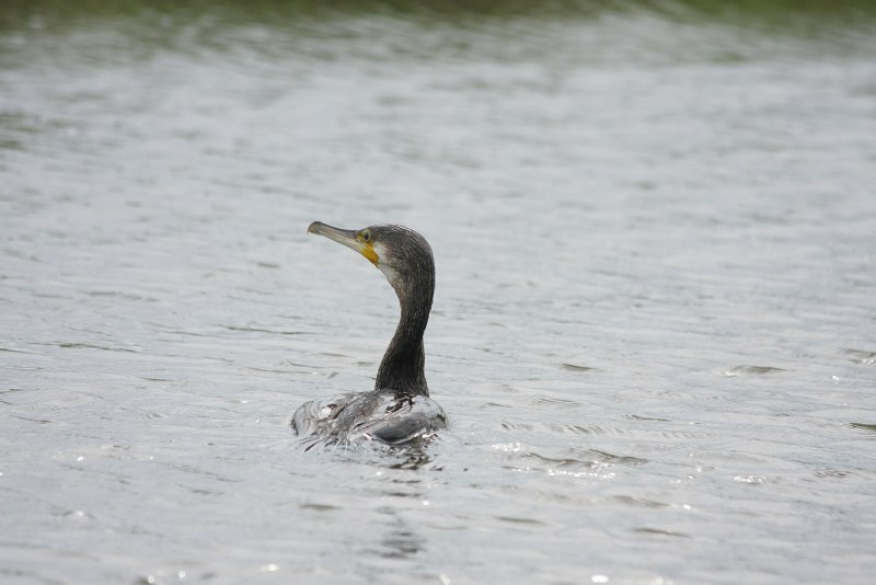 Большой Баклан Phalacrocorax Carbo