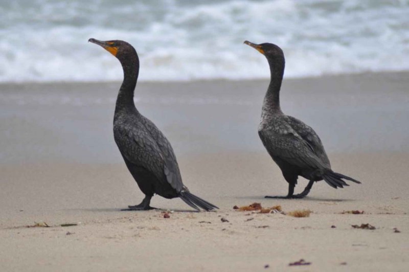 Большой Баклан Phalacrocorax Carbo