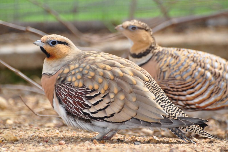 Ammoperdix griseogularis
