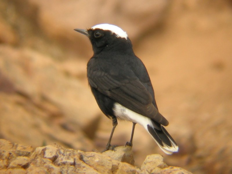 Melierax canorus