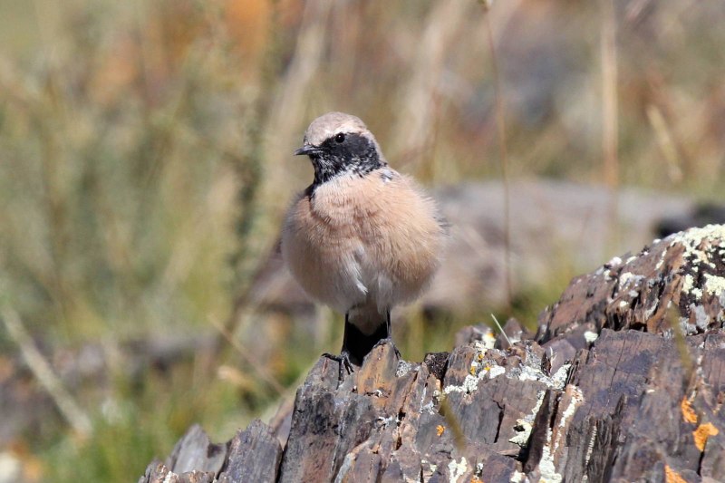 Саджа Syrrhaptes paradoxus