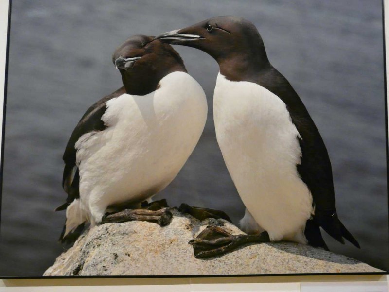Thick-billed Murre Dive